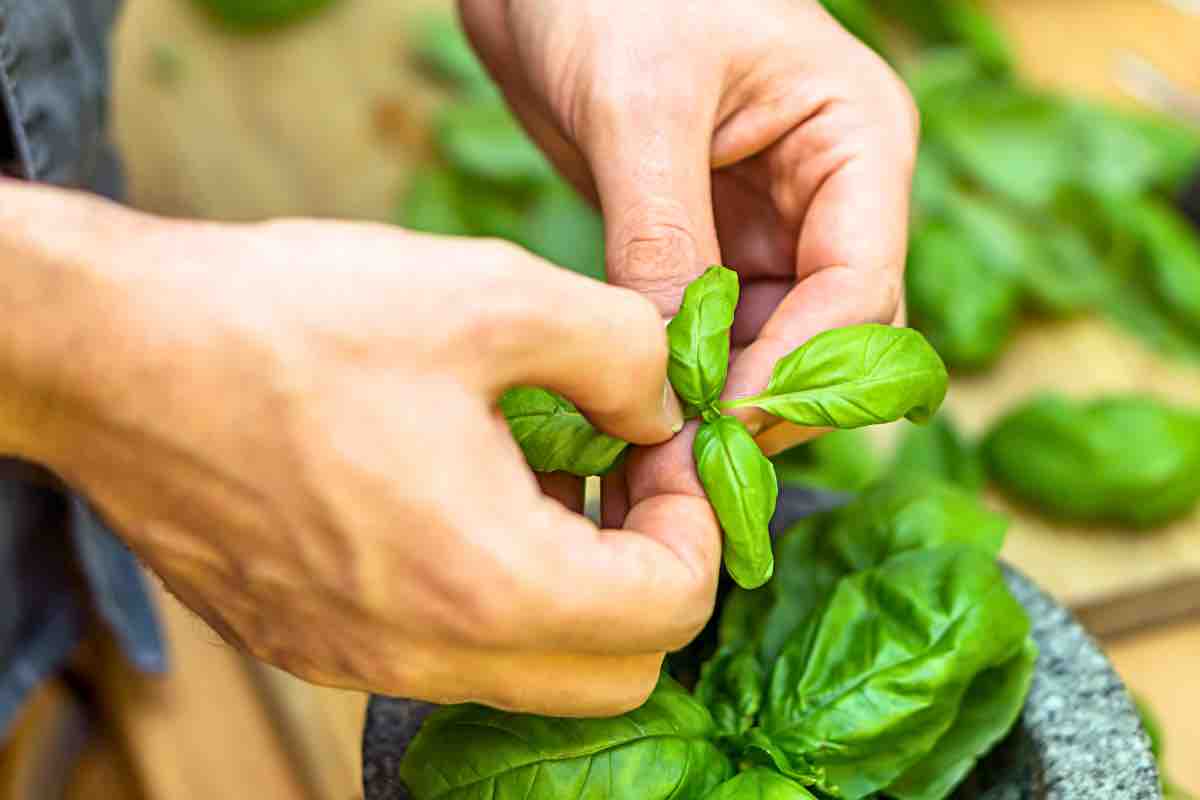 Piante e giardinaggio